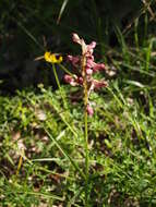 Image of Anacamptis fragrans