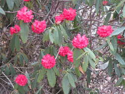 Image of Tree Rhododendron