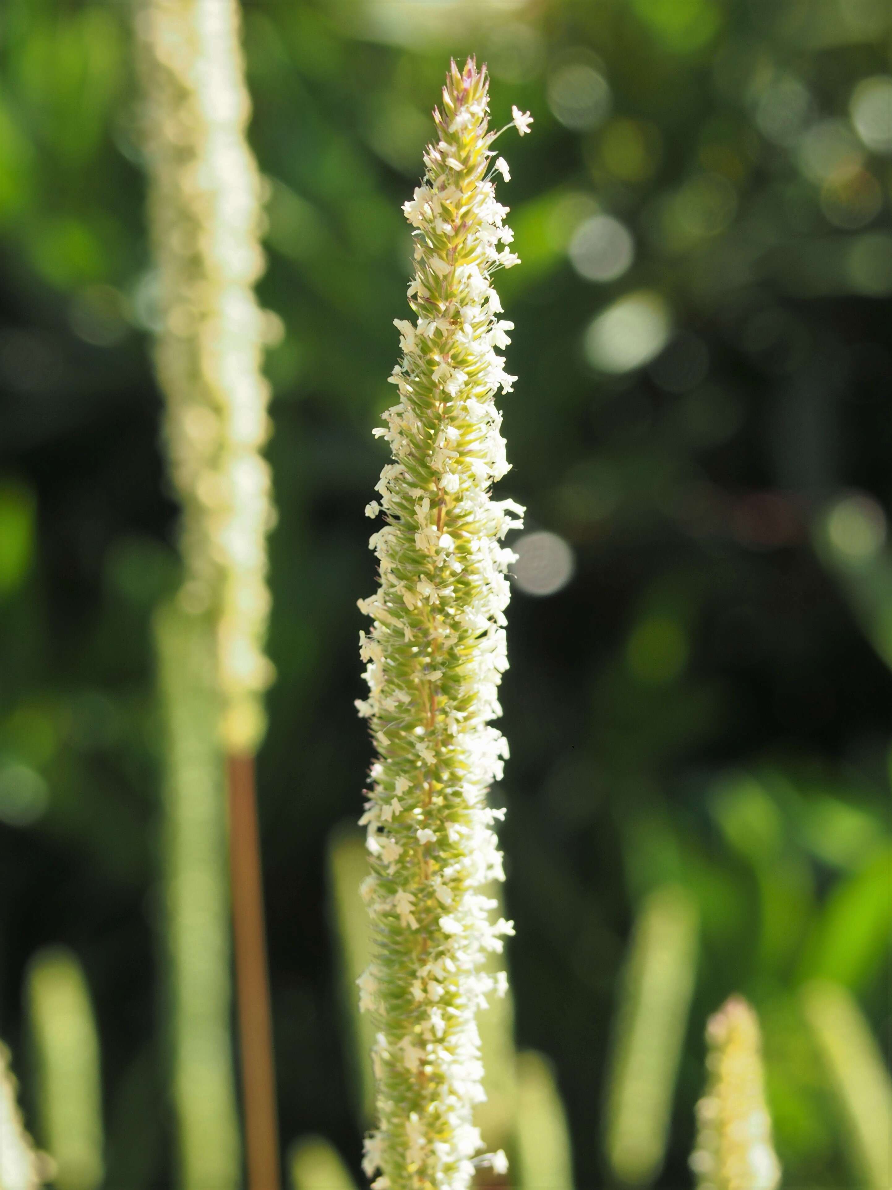 Image of Boehmer's cat's-tail