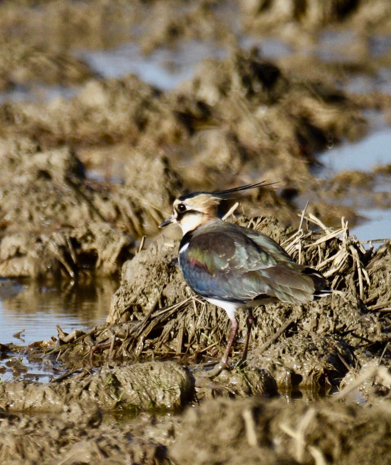 Image of Lapwing