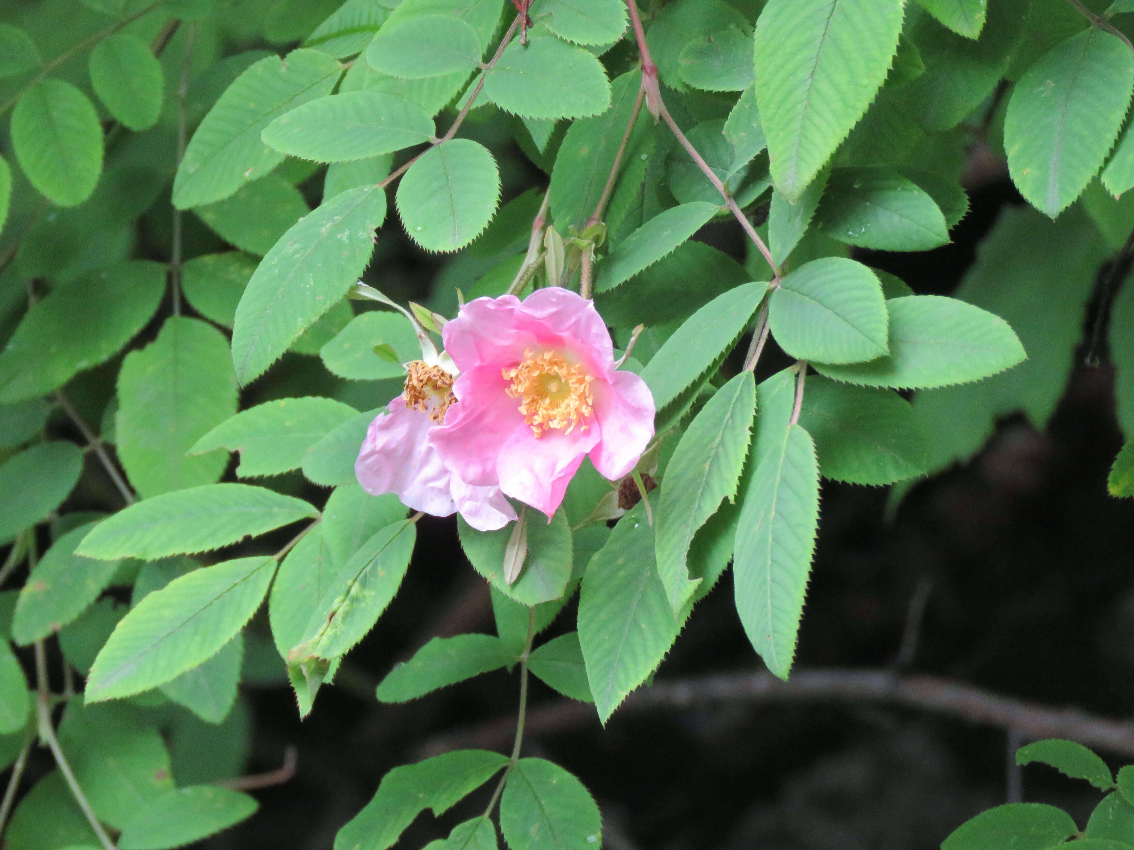 Image of Rosa macrophylla Lindl.