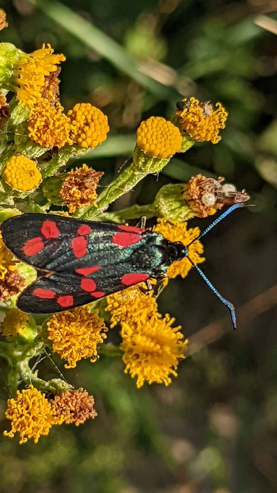 Image of six-spot burnet