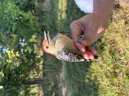 Image of Red-bellied Woodpecker