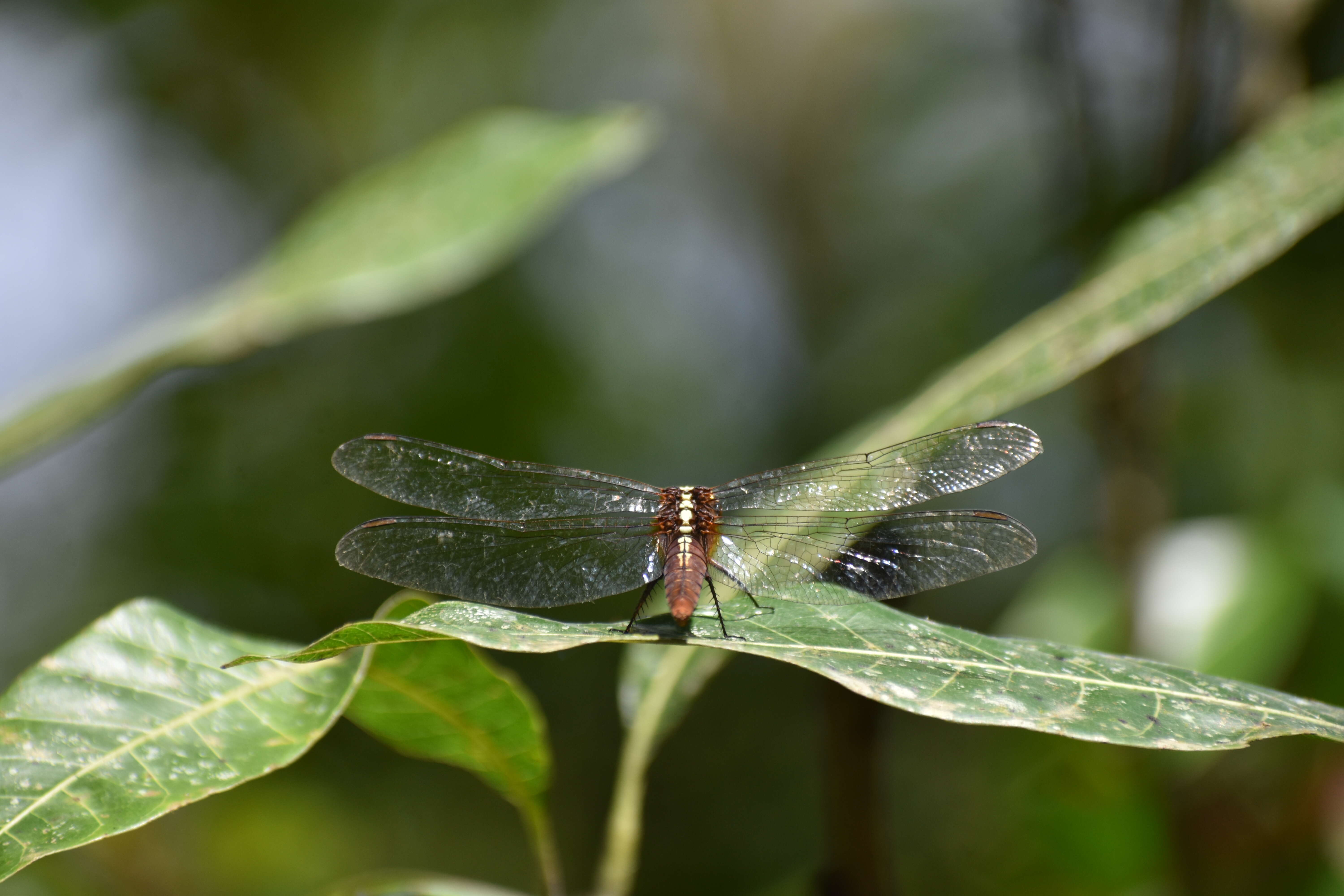 Imagem de Rhodothemis Ris 1909