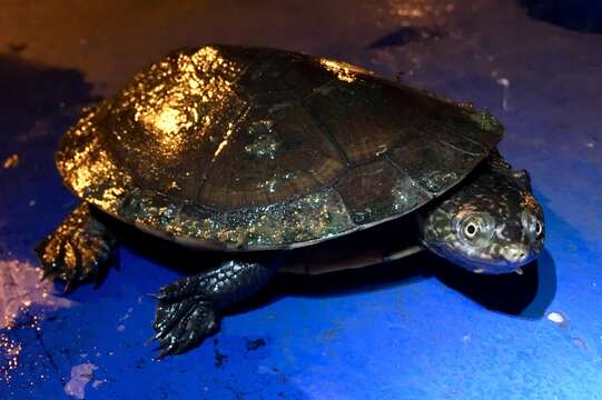 Image of Gibba (Toadhead) Turtle