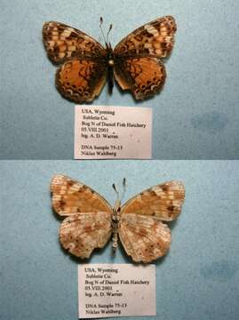 Image of Phyciodes cocyta