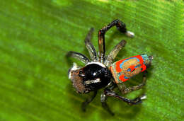 Image of Peacock spider