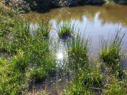 Слика од Cyperus eragrostis Lam.