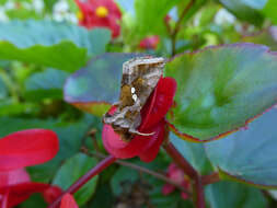 Image of Cutworm