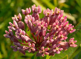 Image of prairie milkweed