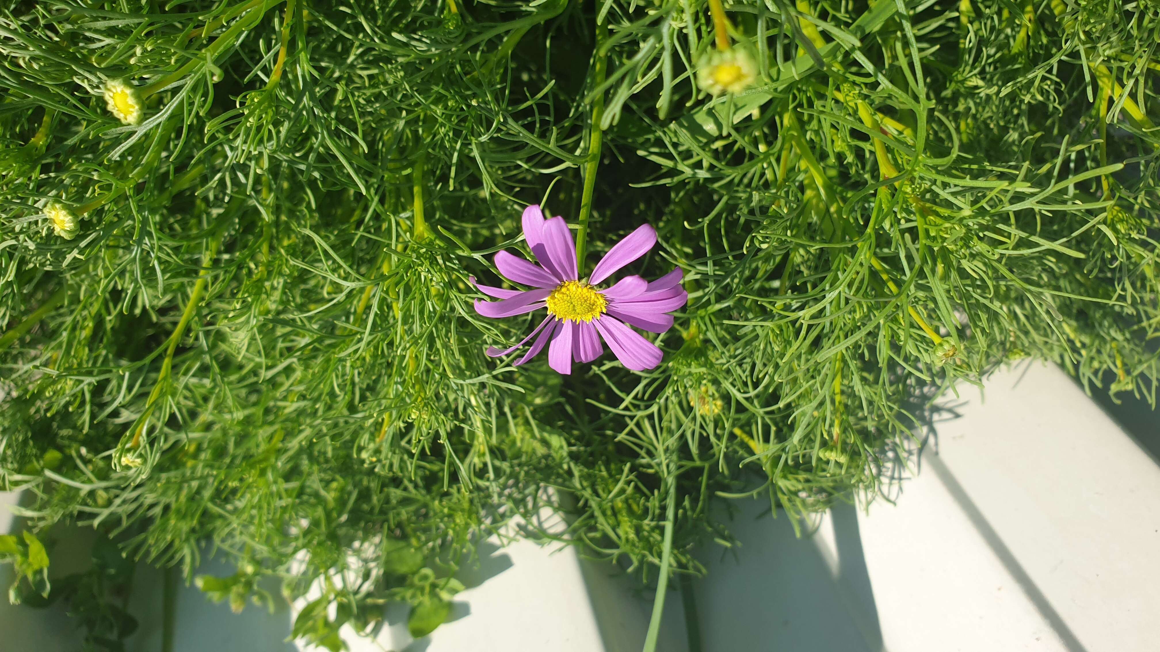 Image of Brachyscome iberidifolia Benth.