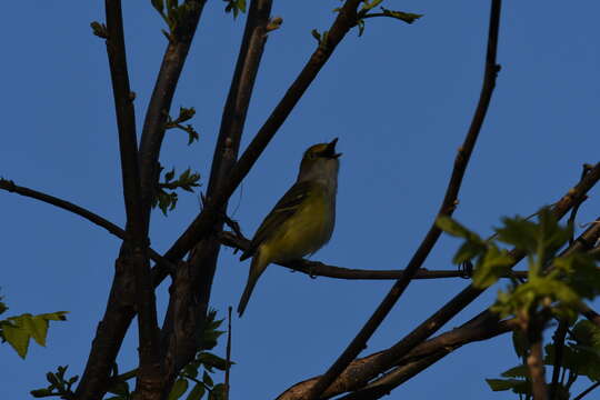 Слика од Vireo griseus (Boddaert 1783)