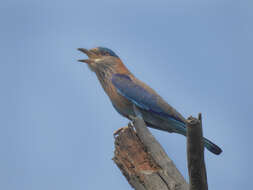 Imagem de Coracias benghalensis (Linnaeus 1758)