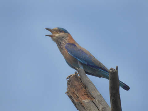 Imagem de Coracias benghalensis (Linnaeus 1758)