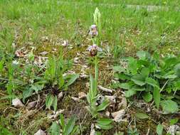 Image of Ophrys holosericea