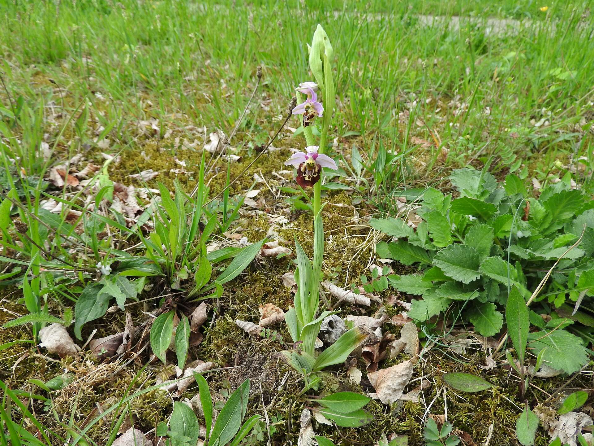 Image of Ophrys holosericea