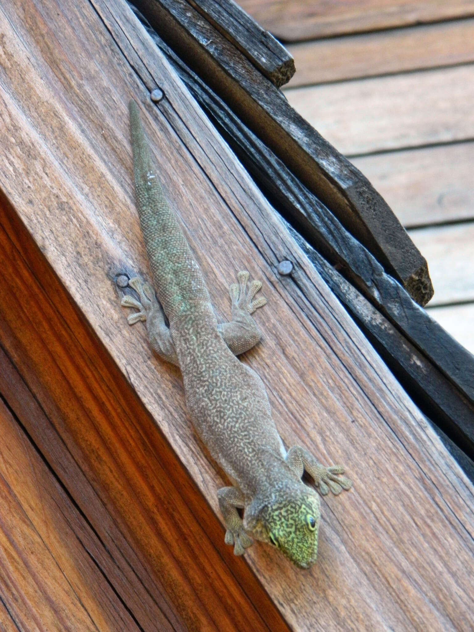 Image of Standing's Day Gecko