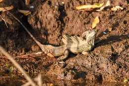 Image of Common Basilisk