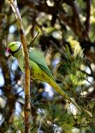 Image of Ring-necked Parakeet