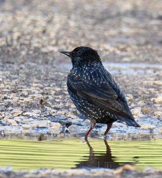 Image of Spotless Starling