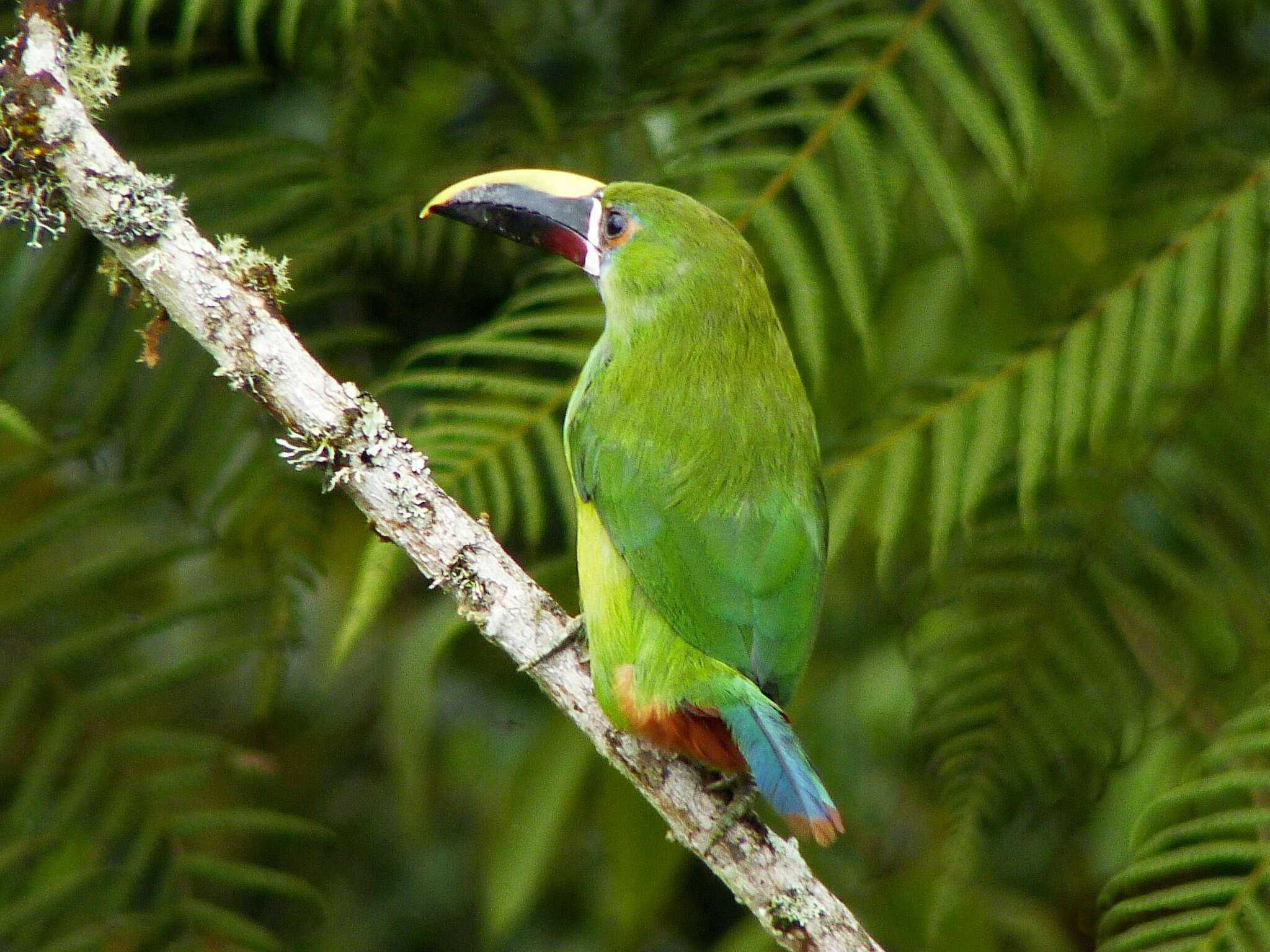 Image of Greyish-throated Toucanet