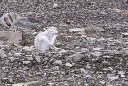 Image of Arctic Hare