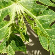 Image of Papaya ringspot virus