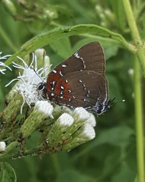 18.https www inaturalist org photos 5739235.580x360