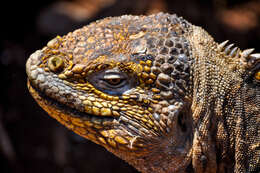 Image of Galapagos Land Iguana