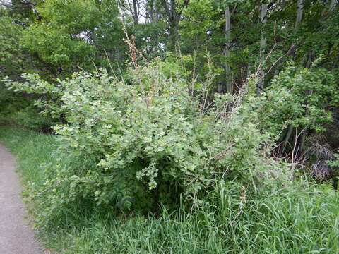 Image of prickly currant