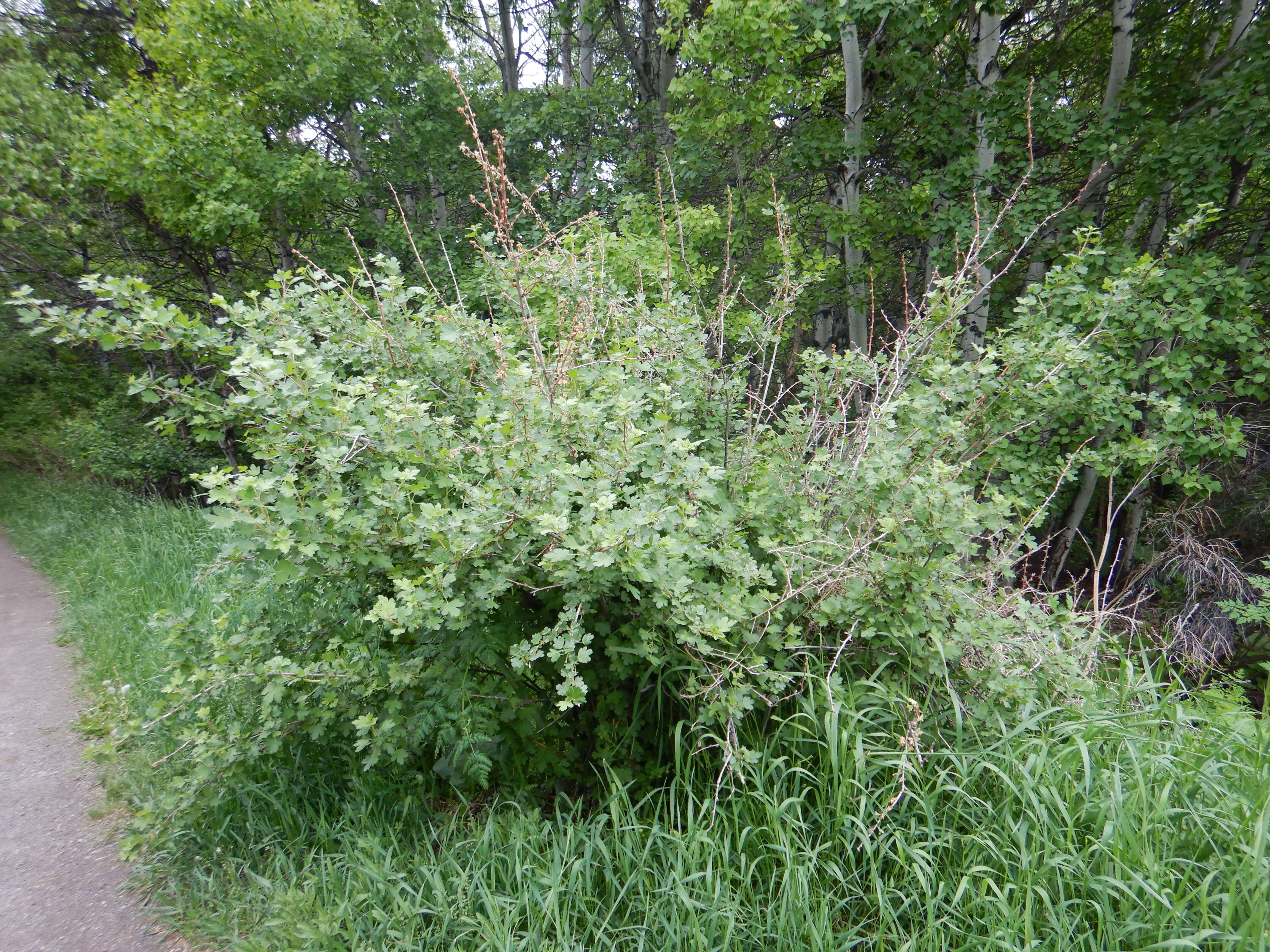 Image of prickly currant