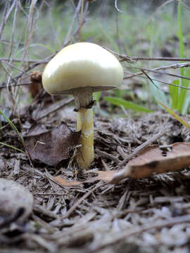 صورة Protostropharia semiglobata (Batsch) Redhead, Moncalvo & Vilgalys 2013