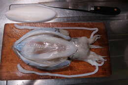 Image of Golden cuttlefish
