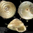 Image of Kokopapa unispathulata Climo & Mahlfeld 2011