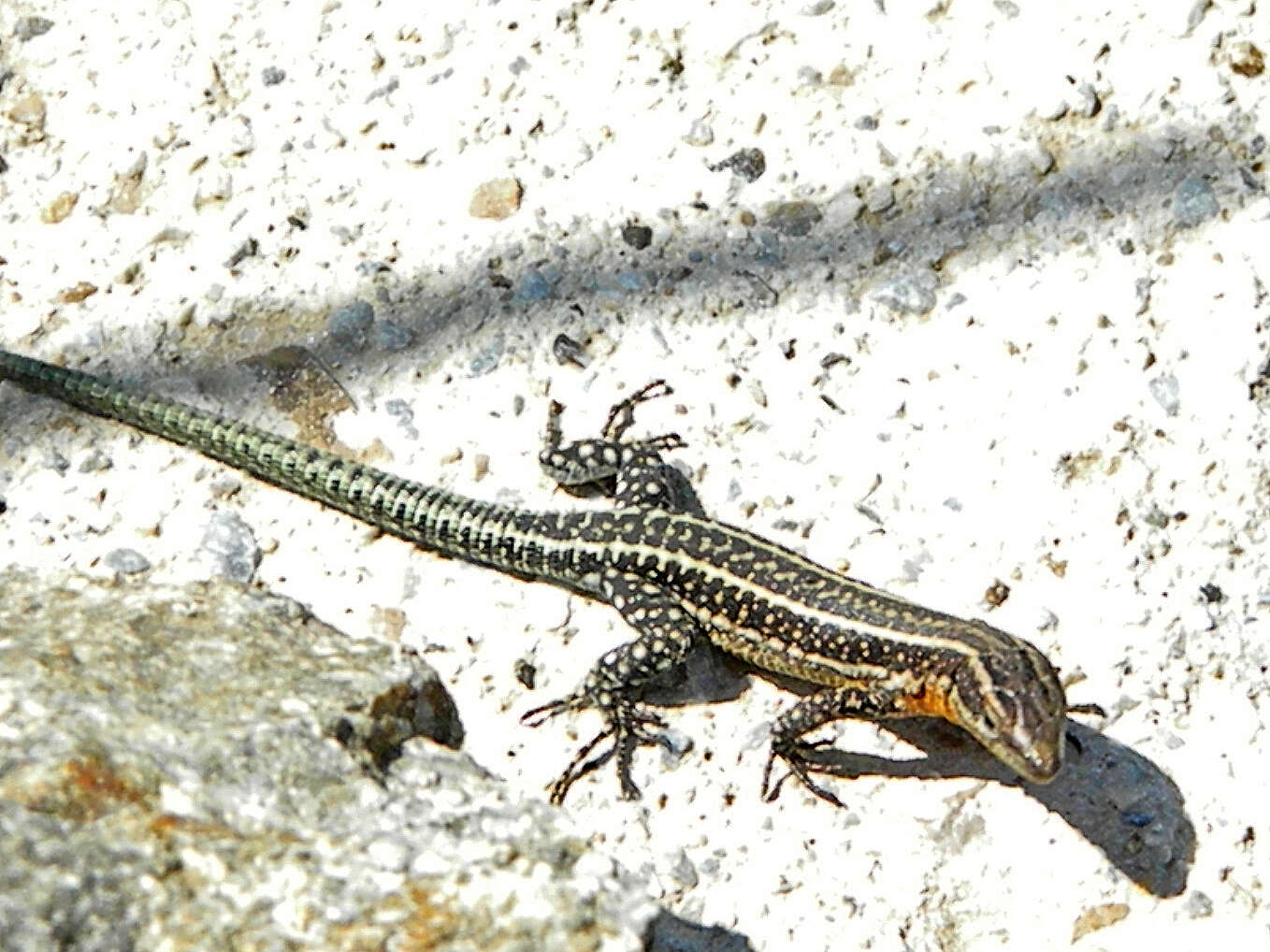 Image of Anatolian Rock Lizard