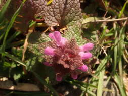 Image of purple archangel