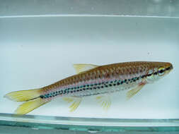 Imagem de Rasbora cephalotaenia (Bleeker 1852)