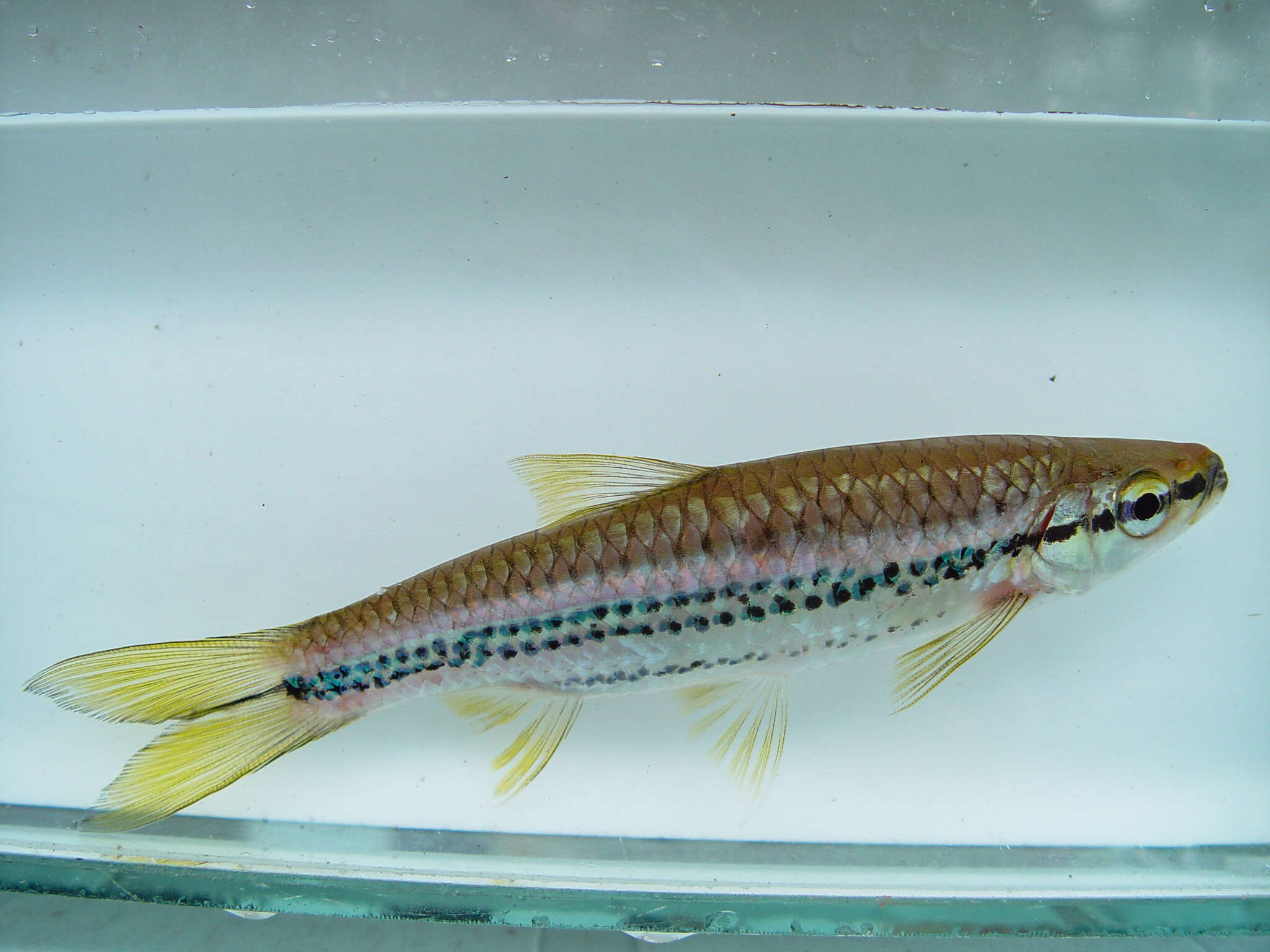 Imagem de Rasbora cephalotaenia (Bleeker 1852)