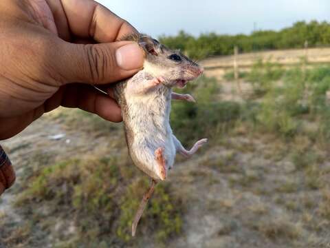 Image of Northern Grasshopper Mouse