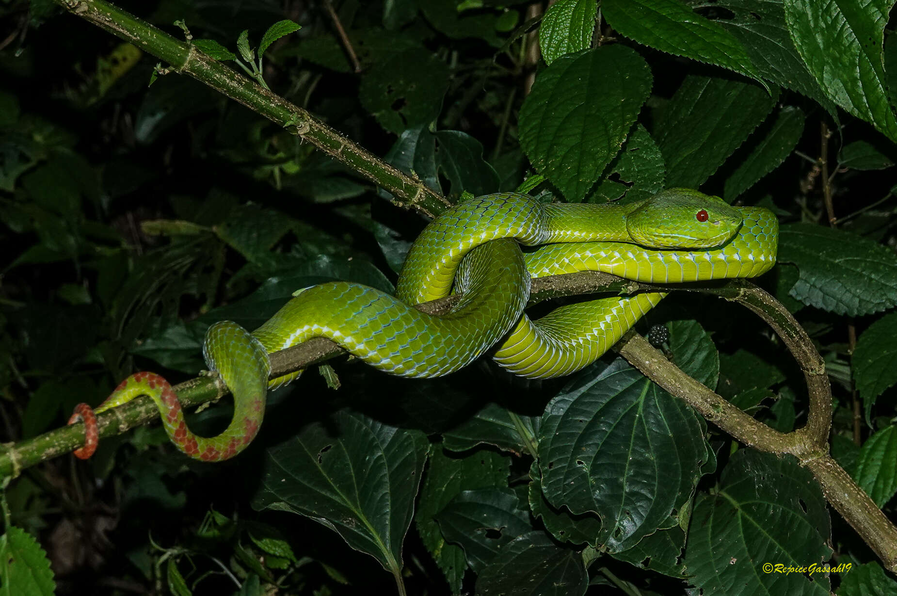 Image of Pope's pit viper