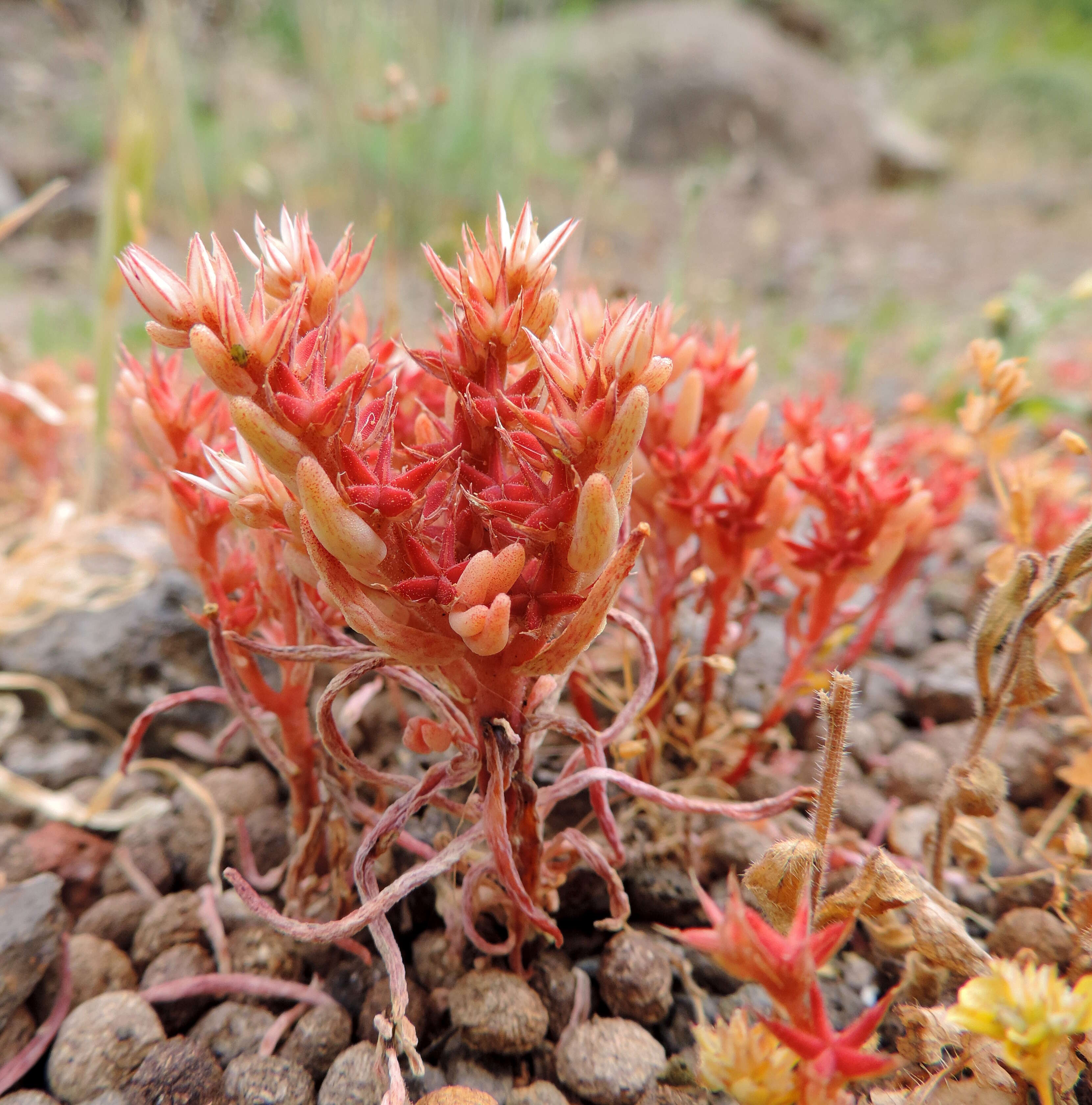 Image of Sedum rubens L.