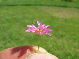 Image of reversed clover