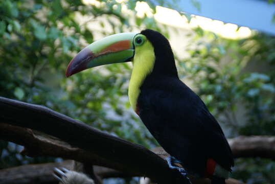 Image of Keel-billed Toucan