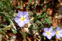 Image of Convolvulus pentapetaloides L.