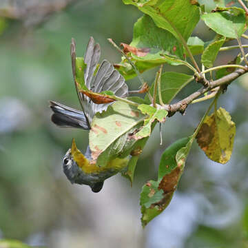 Image of Northern Parula