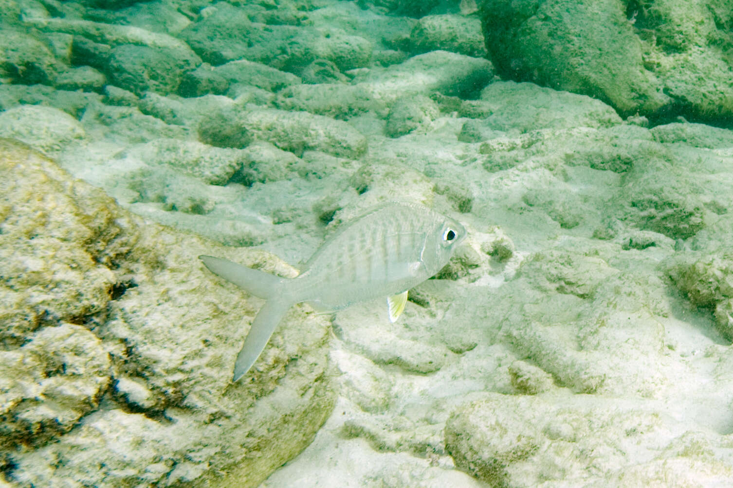 Image of Broad Shad