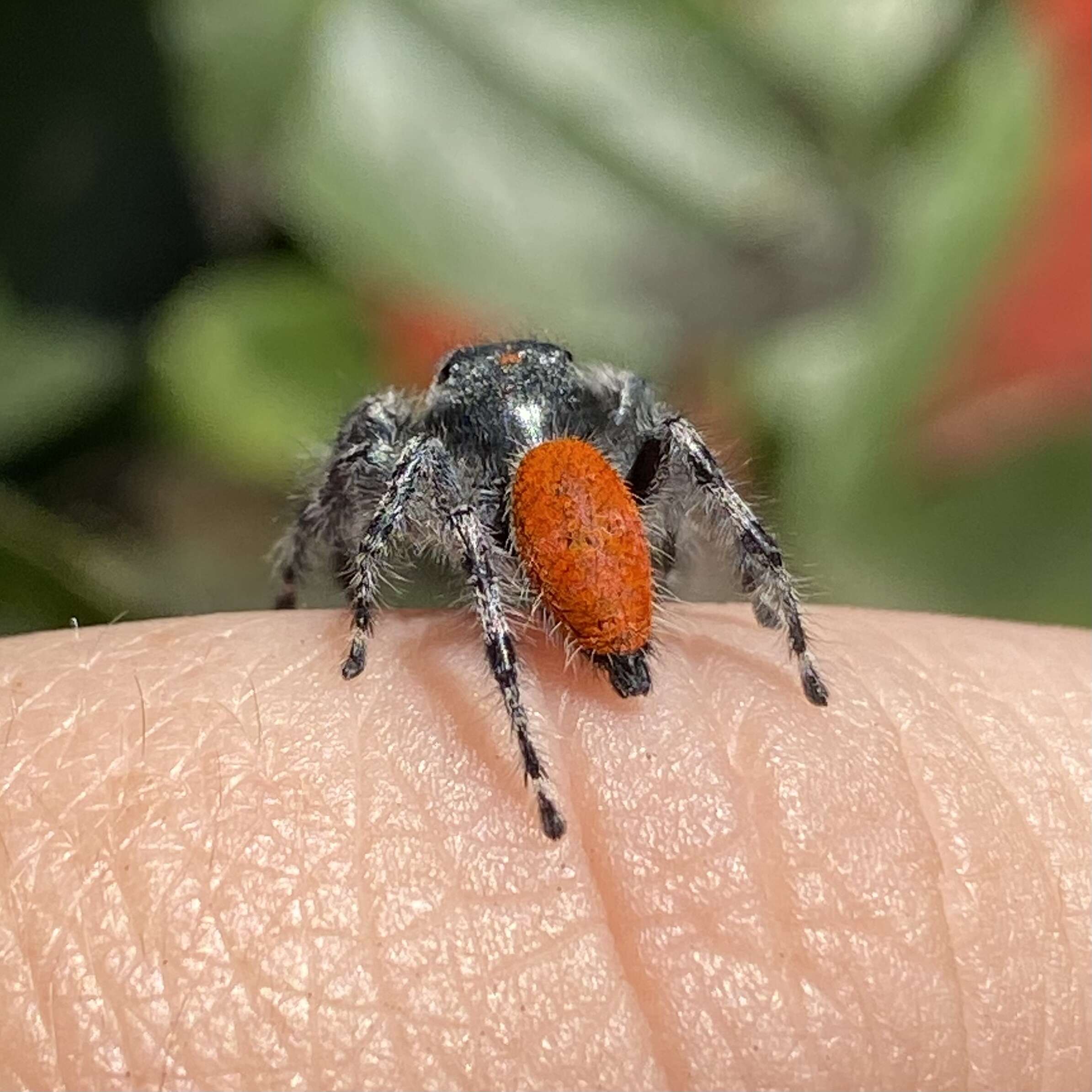 صورة Phidippus adumbratus Gertsch 1934