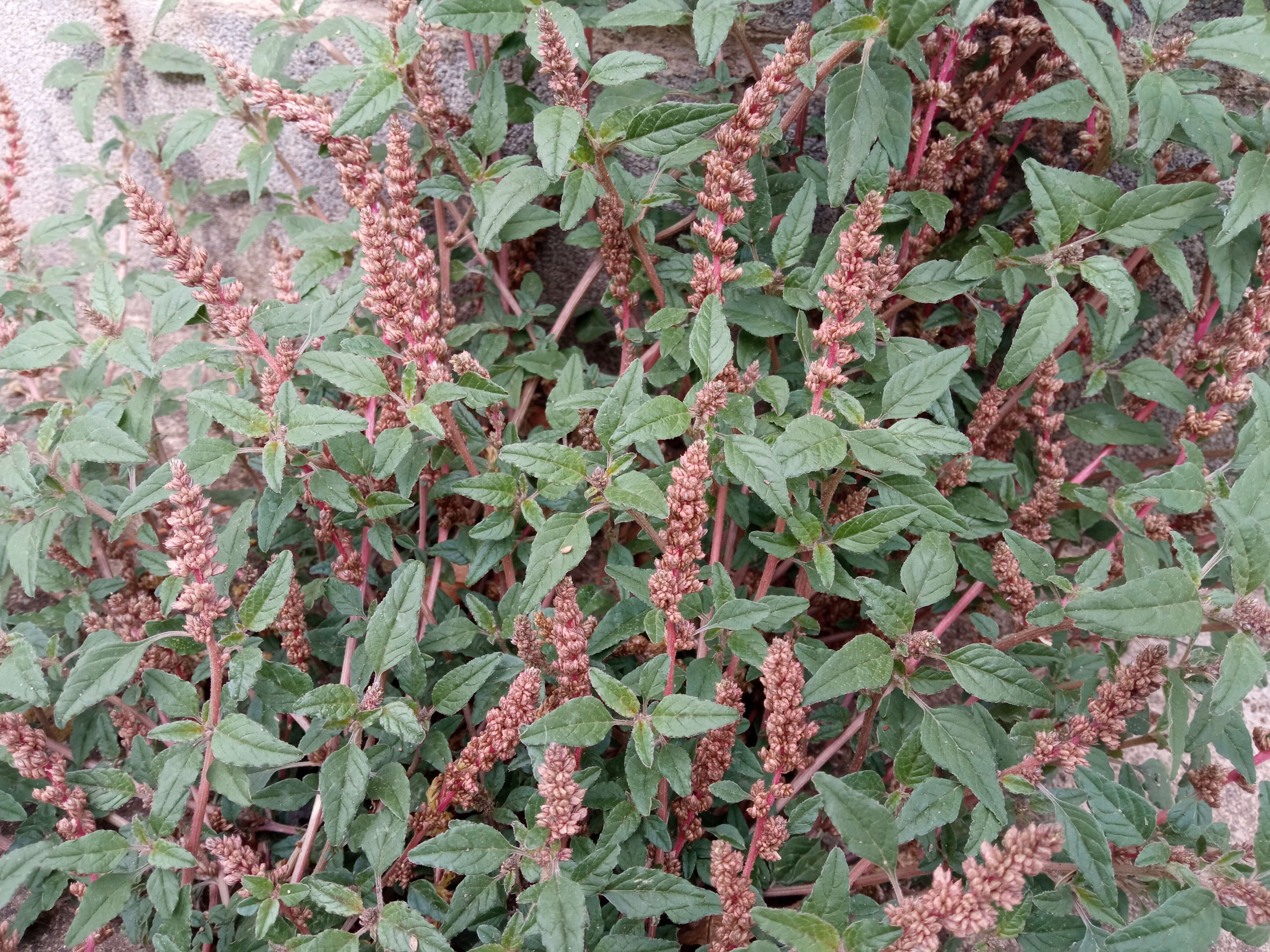 Image of largefruit amaranth