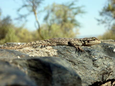 Image of Kenya Rock Agama