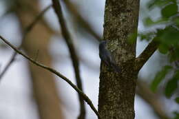 Image of gnatcatchers